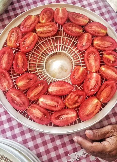 the open dehydrator exposing the first layer of tomato halves before drying