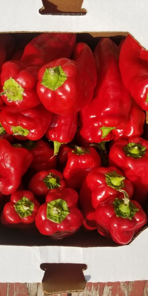 A box full of whole shiny red peppers (long version)