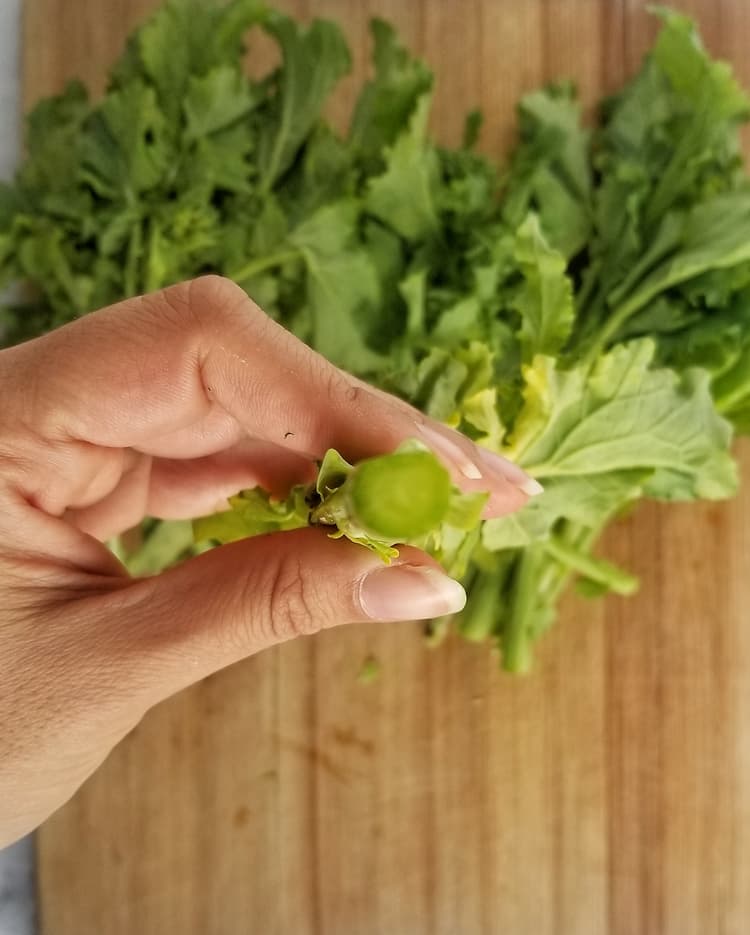hand holding a rapini stem over a bunch of rapini