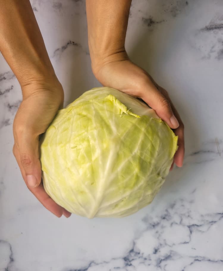 hands holding a head of green cabbage