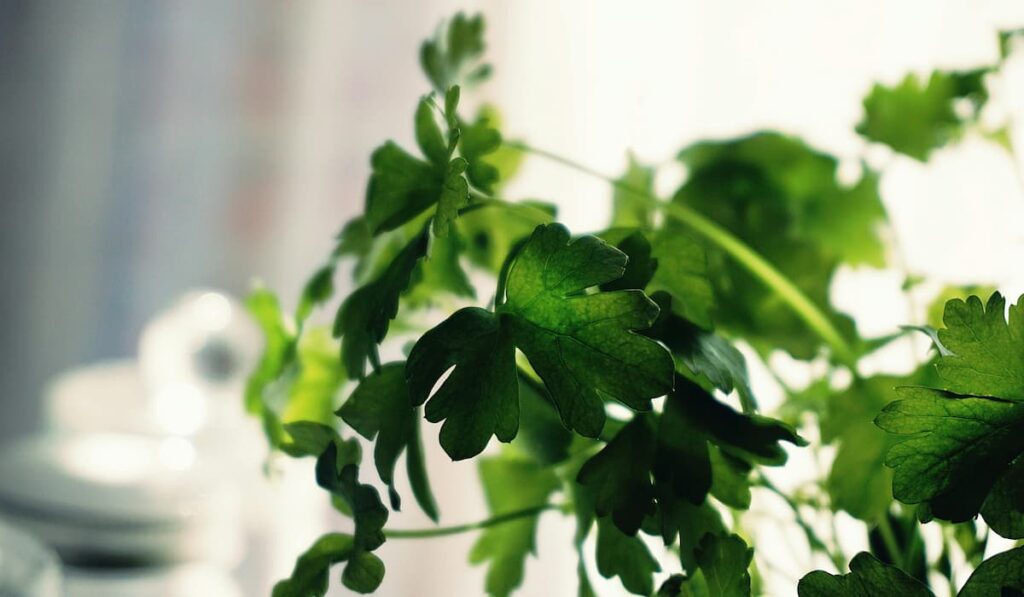 ALTERNATIVE FOR CORIANDER (BOTH LEAVES AND SEEDS!)