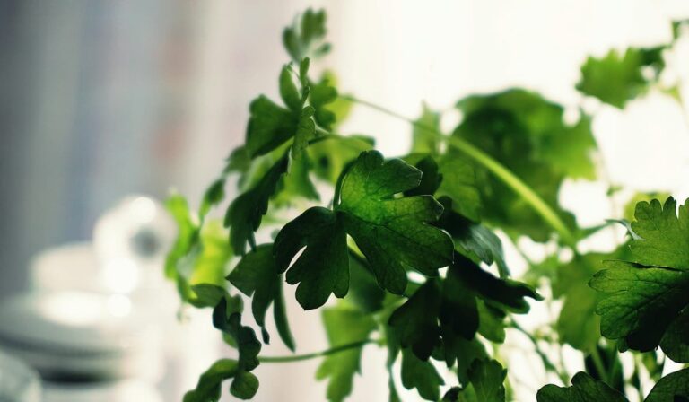 bunch of fresh cilantro hanging in the light