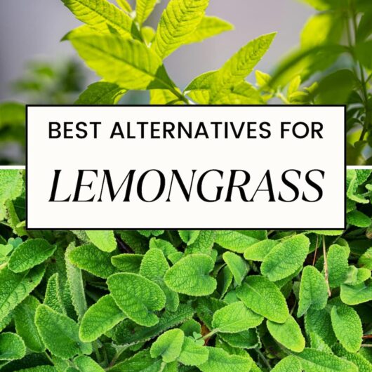 PIN FOR LEMONGRASS SUBSTITUTE