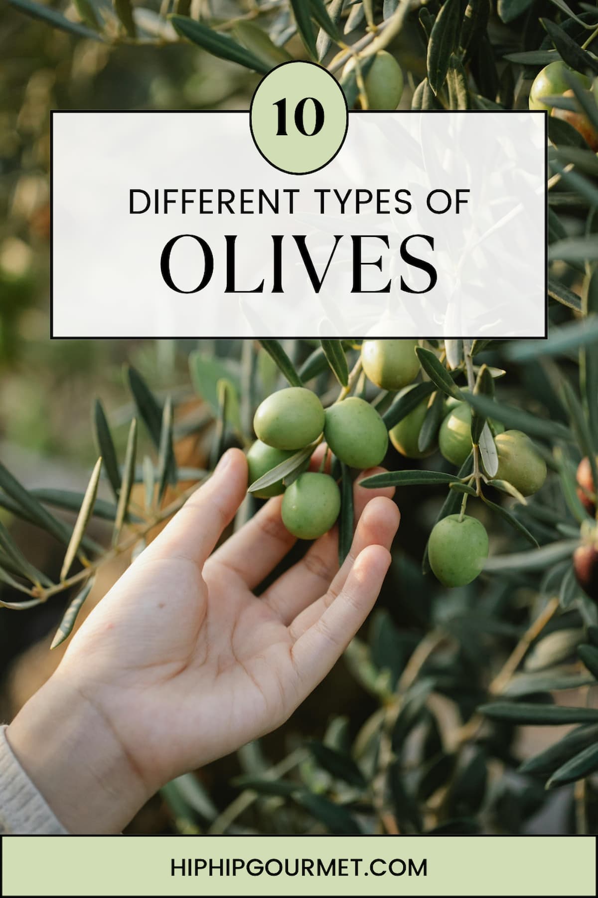 PIN FOR TYPES OF OLIVES