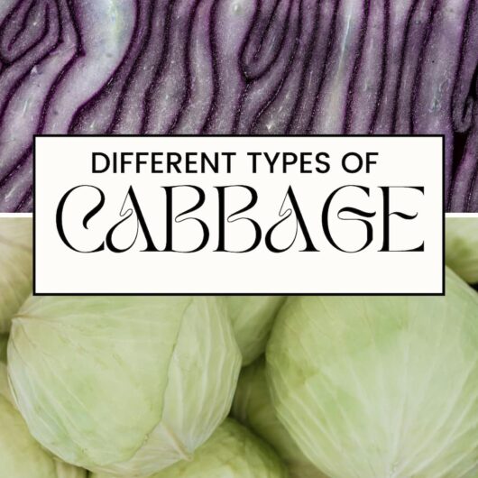 PIN FOR TYPES OF CABBAGE