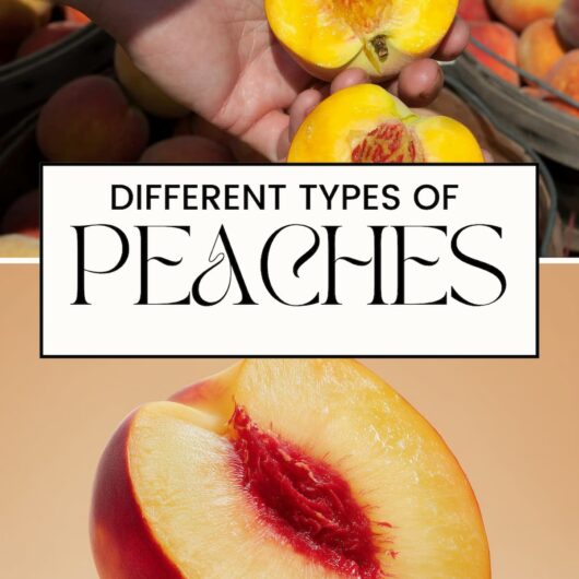 PIN FOR TYPES OF PEACHES