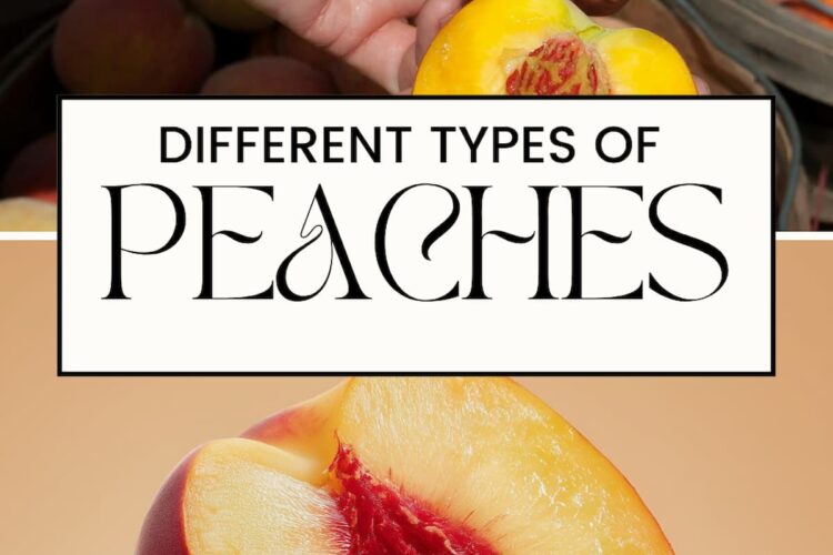 PIN FOR TYPES OF PEACHES
