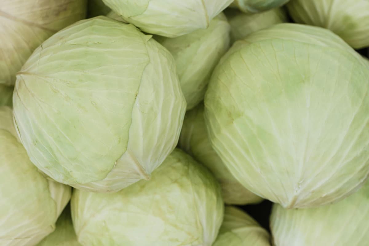 green cabbages
