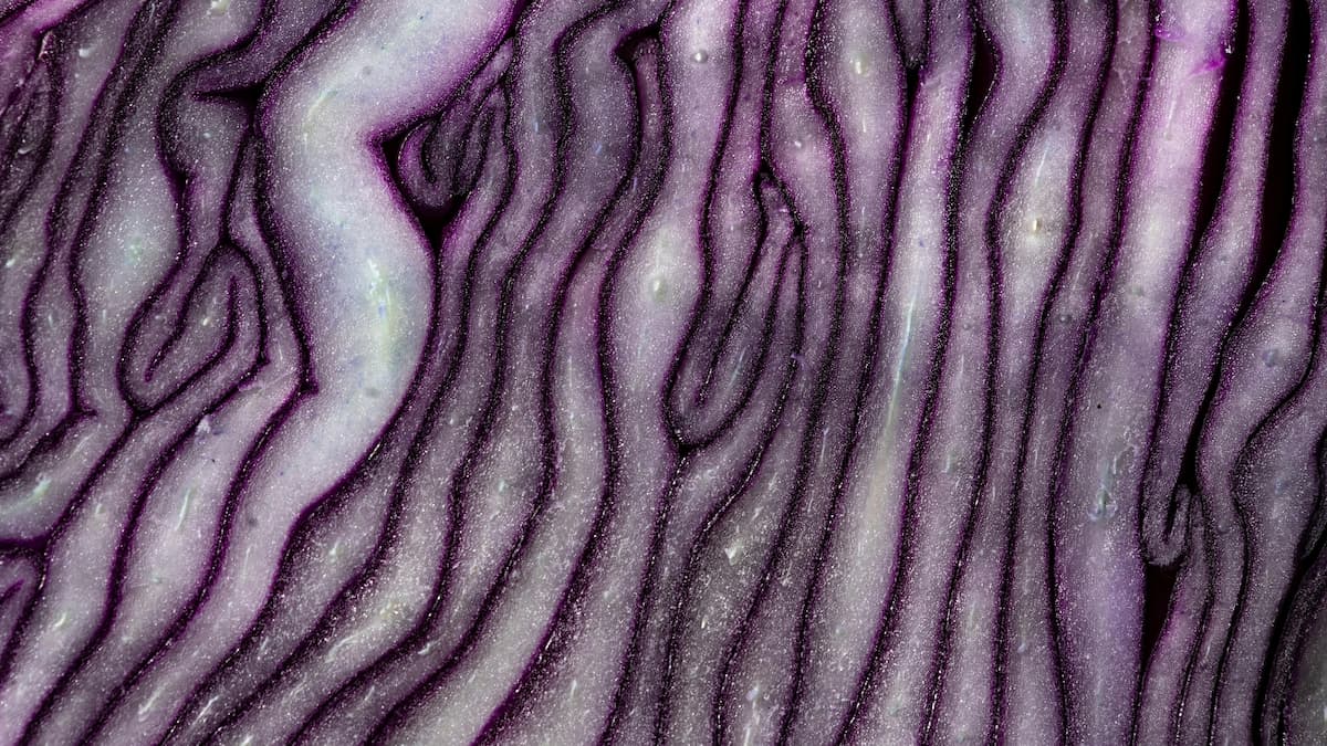 red cabbage