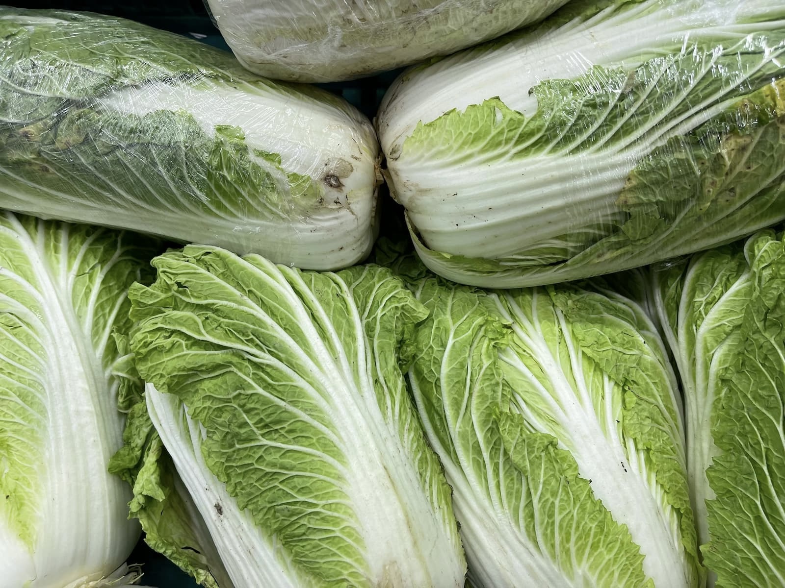 napa cabbage