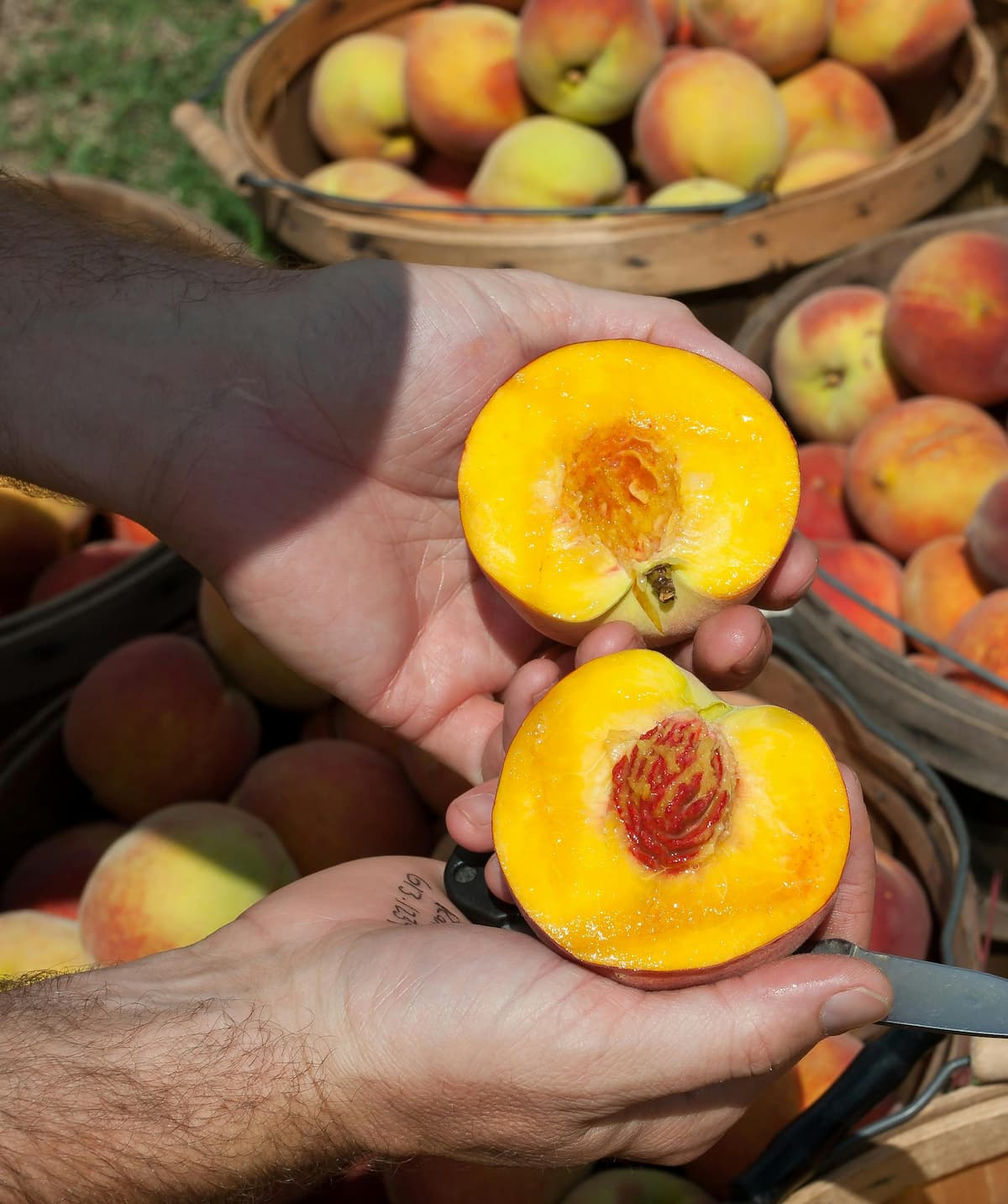 hands holding a peach cut in half, more in baskets around