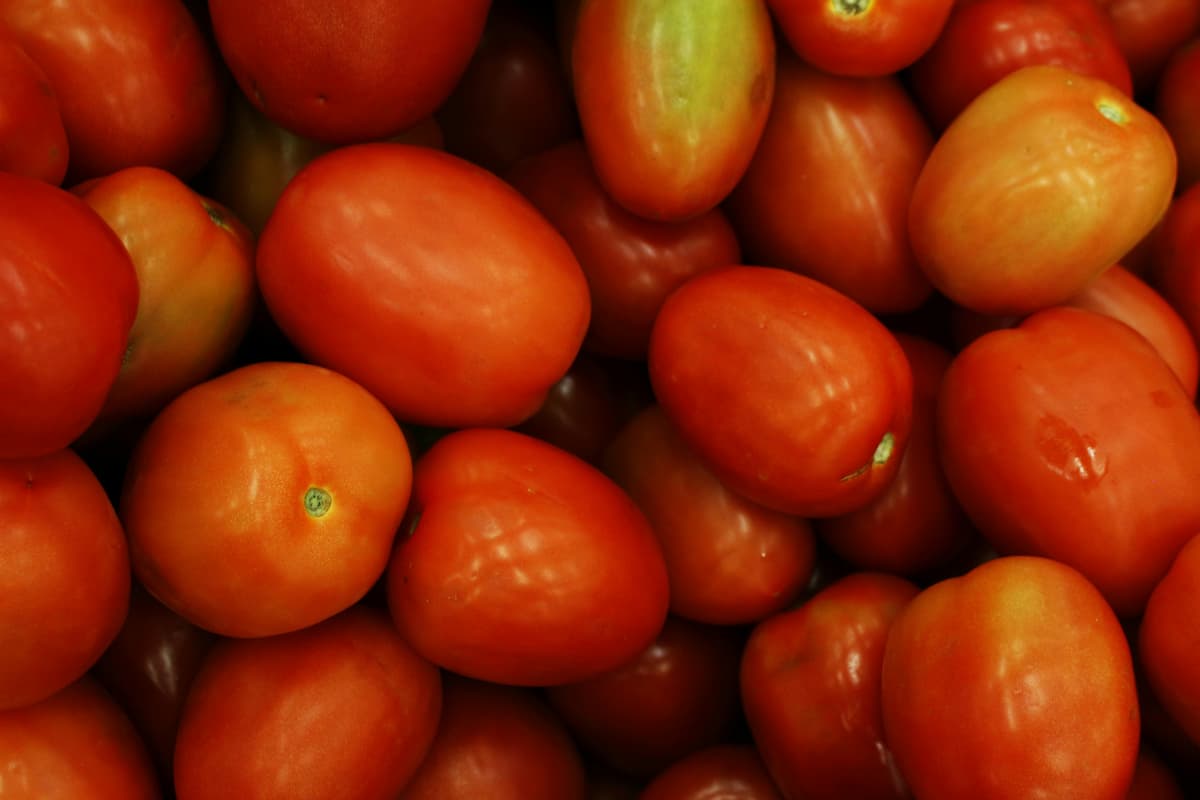 roma tomatoes
