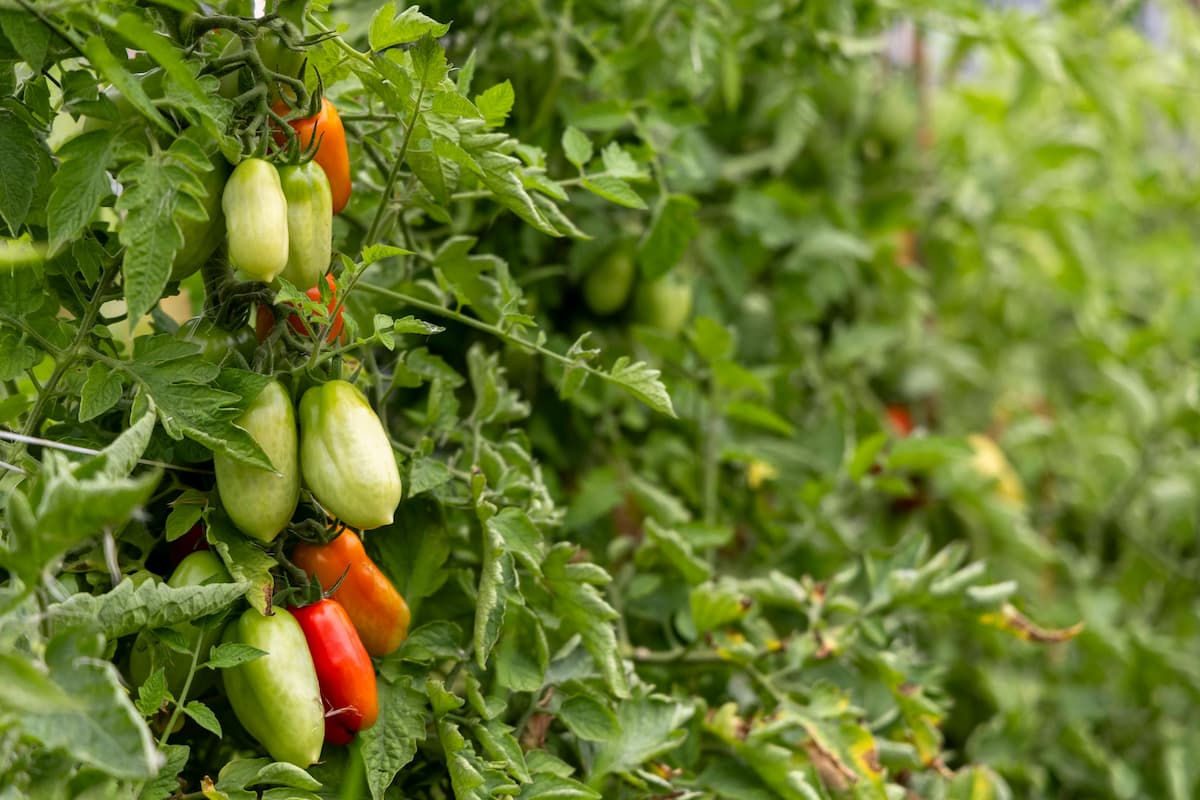 san marzano tomatoes growing, some green, some orange
