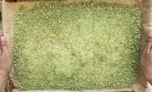 two hands holding a parchment lined baking sheet with dried/baked homemade garlic scape salt spread out over top.